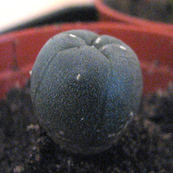 Baby Peyote Cactus